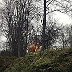 Анастасия Чеховская