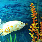 Акакий Хек-В-Кляре