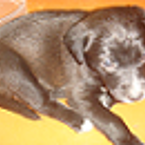 Наталья Штирбан