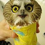 Владимир Кулик