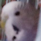 Дмитрий Персиков