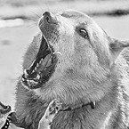 Одина Чумаева