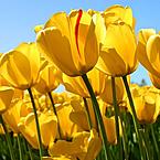 Наташа Шведова