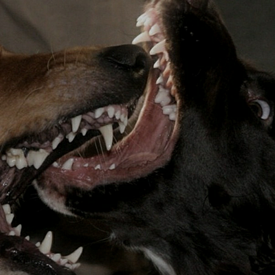 Господин  Собака