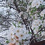 Казына Наршаева