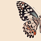 Сайын Санаа