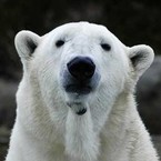 Алиса Гуменюк