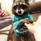 Елена Чернова