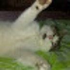 Никита Головин