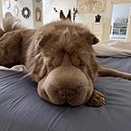 Камила Аюбова