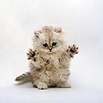 Антон Велисов