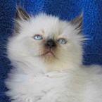 Александра Евтушенко