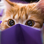 Кристина Емельянова