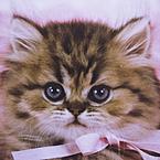 Катя Иванова