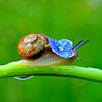 Александра Гущенко