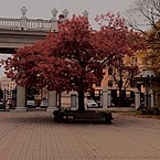 Elatheliam Dos Faultnes