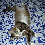 Светлана Шевцова