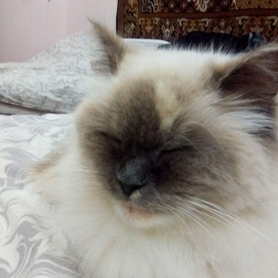 Ваня Панков