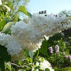 Оксана Шиманская