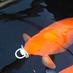 Тропический Ананасик