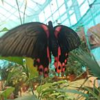 Алиса Матанова