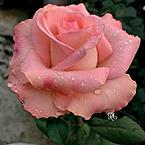 Нина Медная