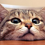 Некий Человек