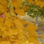 Алла Луценко