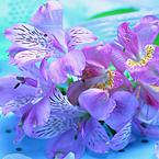 Алина Кузнецова