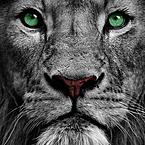 Адам Ичимагомедов