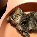 Карина Игнатченко