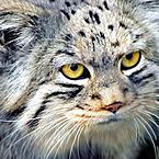 Андрей Опутин