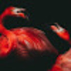 Владислав Волхонский