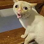 Елена Прошакова