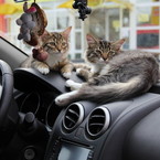 Владимир Татчук