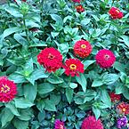 Вера Тетёркина