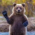 Илья Шапекин