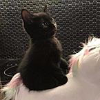 Ангелина Мезенина