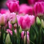 Маргарита Иванова