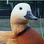 Данил Должиков