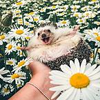 Ева Иванова