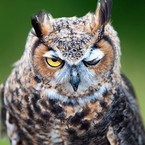 Дмитрий Клыгин