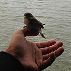 Aleksei Aleksandrovich