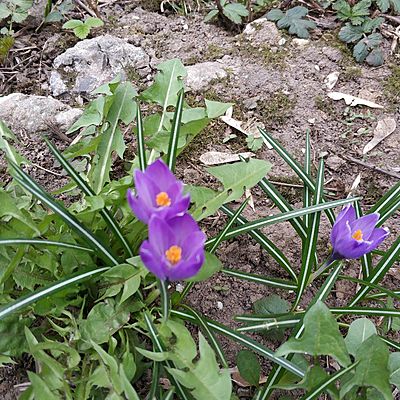 Олеся Белокрылова