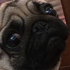 Елизавета Темникова