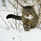 Кристина Чермашенцева