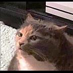 Кирилл Калинин