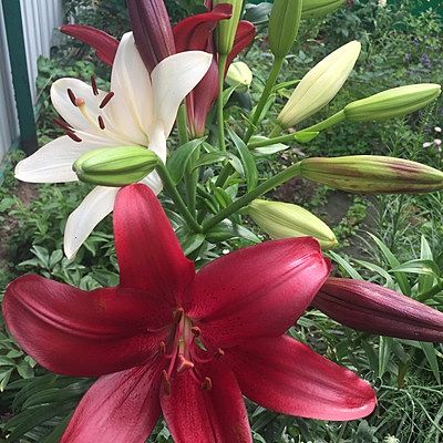 Екатерина Терехина