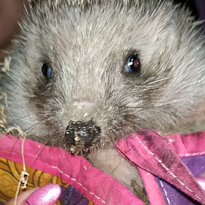 Viktoriya  Papasvili