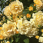 Шахзода Ботирова